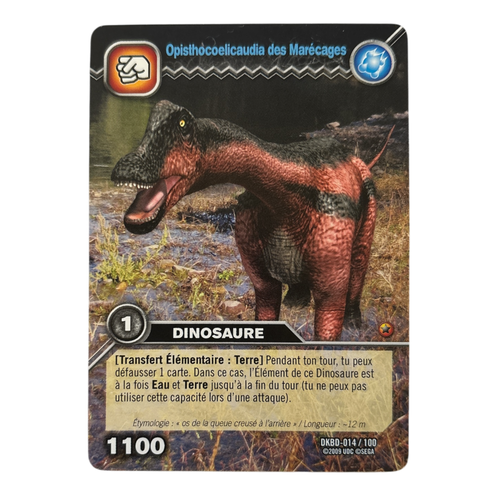 DKBD-014 Opisthocoelicaudia Des Marécages