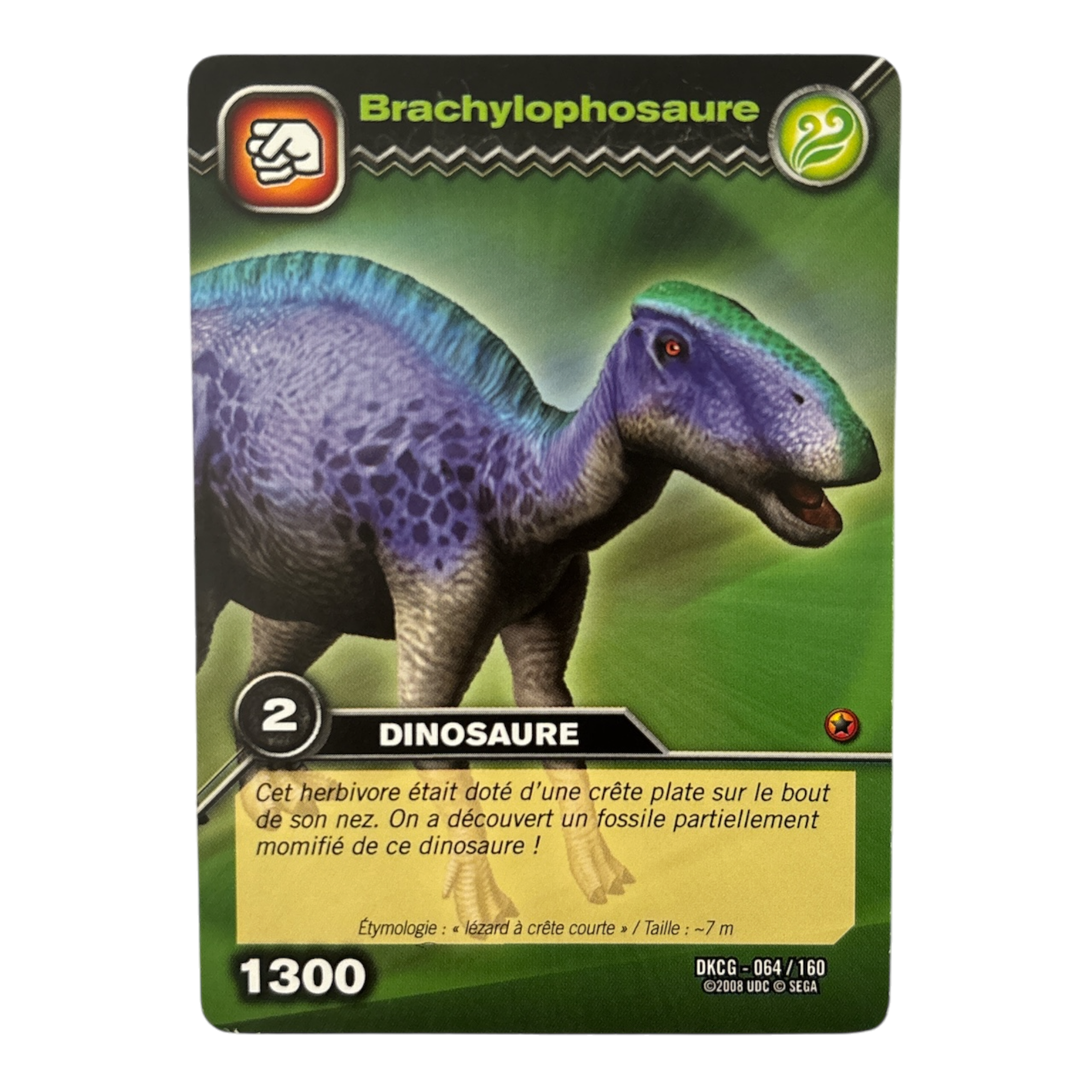DKCG-064 Brachylophosaure